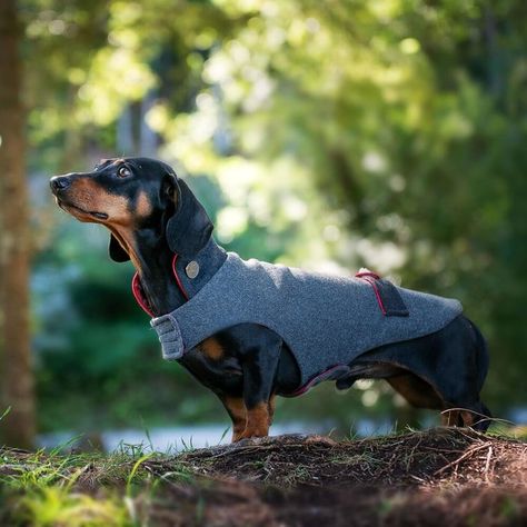 Dachshund coats - Dackelmäntel - beautiful coats for dachshunds in a perfect fit for their long back — Dachshund Couture Dachshund Coat, Bavarian Costume, Couture Coats, Standard Dachshund, Dachshund Breed, Wool Jackets, Black Dachshund, Dog Carrier Bag, Deer Horn