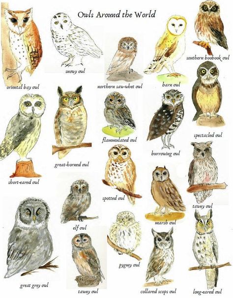 "\"A wise old owl lived in an oak The more he saw the less he spoke The less he spoke the more he heard. Why can't we all be like that wise old bird?\" Supplement your homeschool animals studies with this delightful little set which includes: A chart of Owls around the world Matching cards Fact cards Copywork pages with facts about different breeds of owls" Owl Breeds, Owl Types, Owl Study, Types Of Owls, Owl Aesthetic, Owl Nest, Wise Old Owl, Owl Species, Owl Canvas