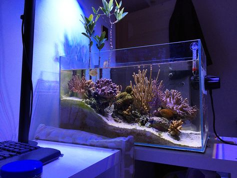 Reef Tank Aquascaping, Saltwater Aquariums, Coral Reef Aquarium, Reef Tanks, Saltwater Fish Tanks, Marine Tank, Aquarium Terrarium, Salt Water Fish, Aquascape Aquarium