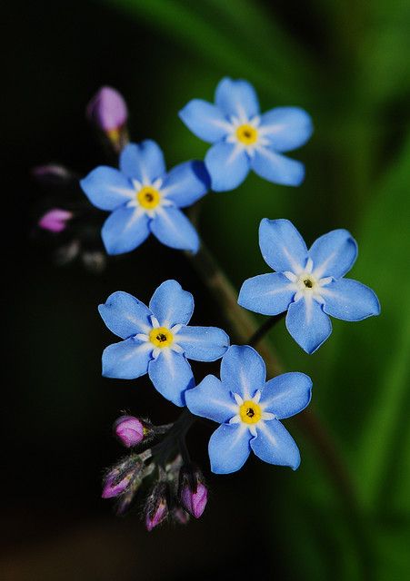 ♥ Wood Forget-me-not ~ Myosotis sylvatica - puistolemmikki Wood Forget-me-not, Books Witchcraft, Alaska Wildflowers, Myosotis Sylvatica, Forget Me Nots Flowers, Macro Flower, Mushroom Art, Little Flowers, Forget Me Not