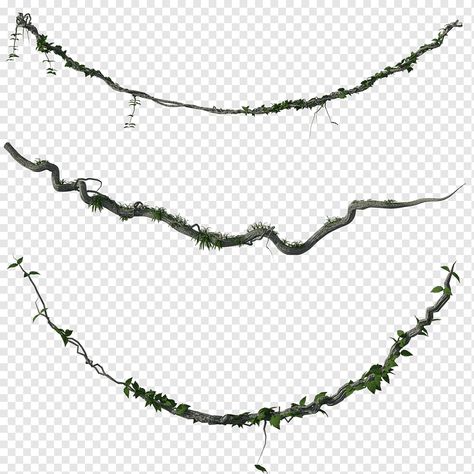 Amazon Rainforest Plants, Wooden Forest, Palm Tree Png, Rainforest Trees, Grape Plant, Rainforest Plants, Jungle Tree, Jungle Life, Jungle Forest