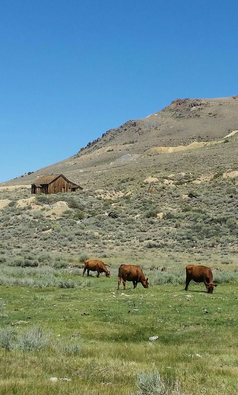 California Animals, Rural California, Bodie California, Travel Locations, Home Again, Chicago Illinois, Northern California, United States Of America, Illinois