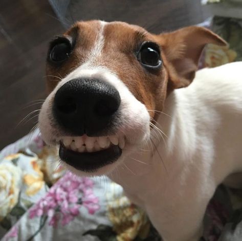 Jack Russell Terrier Funny, Smiling Animals, Jack Russell Terriers, Jack Russell Terrier Puppies, Jack Russells, Animal Education, Dream Dog, Funny Dog Memes, People Food