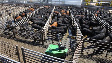 Replacing human workers (cattle drivers) with robots. Robotics are becoming increasingly common in dairy and feedlot operations. That's in part because the work is dangerous, and finding workers to fill jobs is challenging. Mechanization can save on labor costs. "I think that we will see more adoption of robotic technology in livestock production. It all comes down to cost and benefit," he said. According to Cargill, the robotic cattle driver costs up to $50,000. Cattle Feeder, Worker Safety, Bright Pictures, Robotics, Permaculture