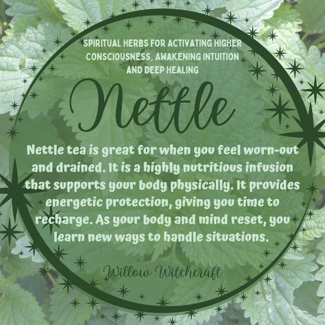 Nettle Witchcraft Uses, Nettle Leaf Witchcraft, Nettle Leaf Magical Properties, Nettle Magical Properties, Nettle Witchcraft, Witch's Staff, Nettle Leaf Benefits, Stinging Nettle Benefits, Magickal Plants