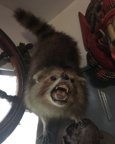 Scary Raccoon, Raccoon Taxidermy, Taxidermy Mounts, Hung Up, Taxidermy, Wall Decor, Tattoos, Wall, On Instagram