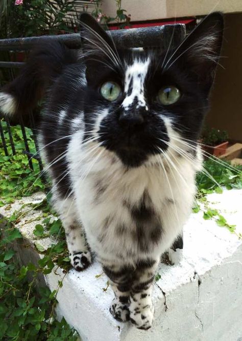 Spotted Cat, Black And White Cat, Gorgeous Cats, Pretty Animals, Unique Cats, White Cats, Cat Aesthetic, Warrior Cats, Beautiful Cat