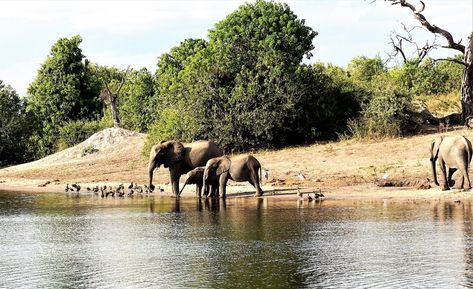 Chobe National Park, Botswana Kaziranga National Park, Shete Boka National Park, Tsavo National Park, Chobe National Park Botswana, Chobe National Park, Herd Of Elephants, Kaloko-honokohau National Historical Park, Zambezi River, Okavango Delta