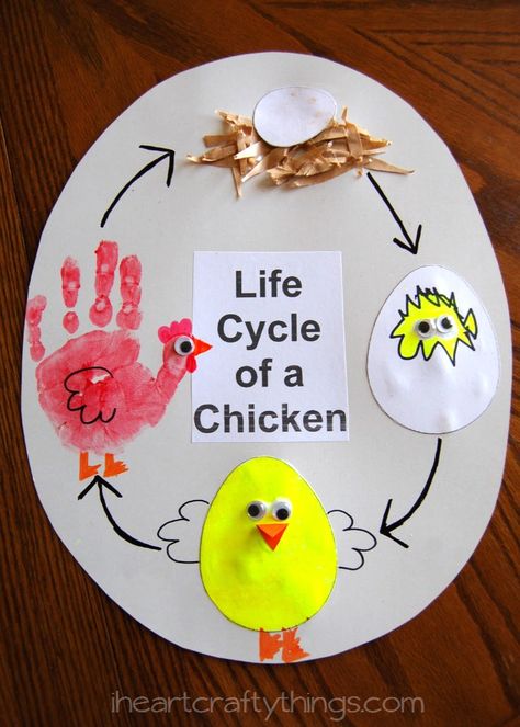 Kids will love this hands on learning experience by creating a Life Cycle of a Chicken Craft from iheartcraftythings.com Farm Theme Preschool Activities, Life Cycle Of A Chicken, Diy – Velikonoce, Preschool Farm, Chicken Life Cycle, Farm Theme Preschool, Farm Animal Crafts, Farm Preschool, Farm Activities