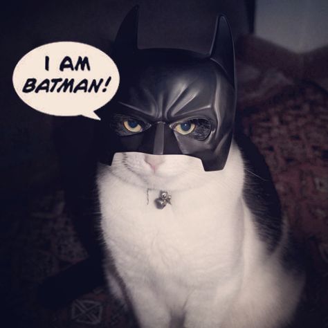 Sehloho : I am batman Batman Cat, I Am Batman, Cat Halloween Costume, Animal Costumes, Silly Cats Pictures, Im Batman, Cat Fashion, Pet Holiday, Halloween Animals