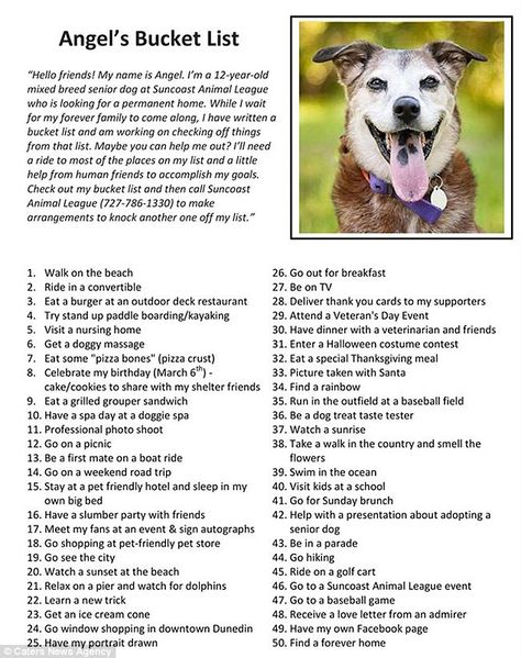 The ageing dog that was given this bucket list by her shelter has ticked off number 50 to find a 'forever home' Bucket List For Dogs, Doggie Bucket List, Senior Dog Bucket List, Dog Diy Projects Crafts, Dog Tricks List, Dog Last Day, Dog Bucket List, Animal Rescue Ideas, New Puppy Checklist