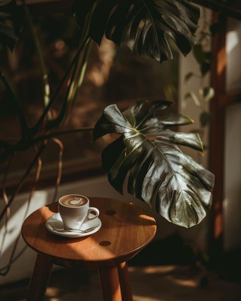 Coffee Shop Plant Aesthetic, Coffee Shop Photography Instagram, Coffee And Plants Aesthetic, Coffee Shop Photoshoot Ideas, Coffee Shop Plants, Photoshoot Coffee, Coffee Shop Instagram, Food Photography Composition, Coffee Shop Photography