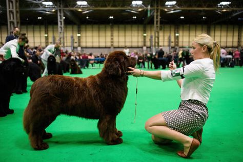 An owner sits with her Newfoundland dog during a competition round at the Crufts dog show at the NEC Arena on March 8, 2018 in Birmingham, England. The annual four-day event sees around 22,000 pedigree dogs visit the centre, before the 'Best in Show' is awarded on the final day. Dog Show Handler Outfit, Crufts Dog Show 2022, Dog Fashion Show, Dog Show Categories, 4h Dog Showmanship, Pedigree Dog, Westminster Dog Show, Newfoundland Dog, American Kennel Club