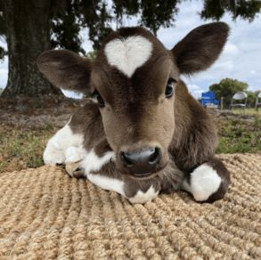 There Are Fluffy Miniature Cows You Can Own As A Pet And They Are Adorable Miniature Cows, Photos Of Animals, Pet Cows, Fluffy Cows, Cute Animals Puppies, Baby Cows, Super Cute Animals, Pretty Animals