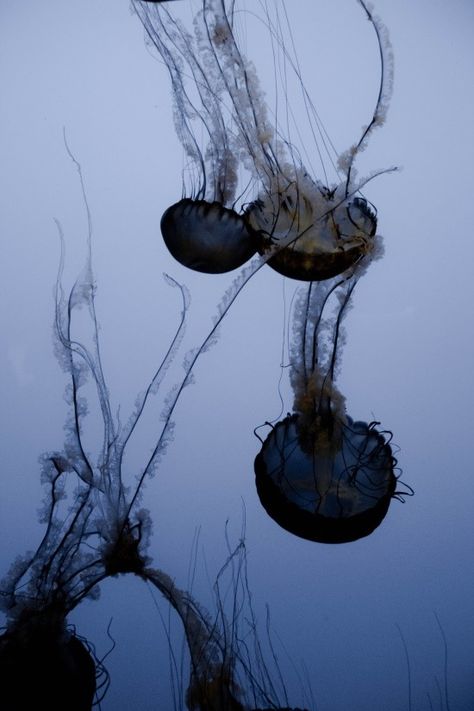 deformed lines #animals Jelly Fish, Jellyfish, Jelly, Floating, Fish, Water, Black