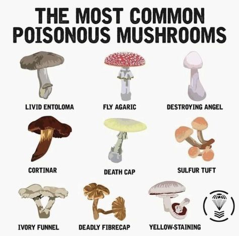 Poisonous Berries, Growing Mushrooms At Home, Mushroom Identification, Poisonous Mushrooms, Mushroom Varieties, Survival Stuff, Mushroom Tattoos, Gothic Garden, Homesteading Skills