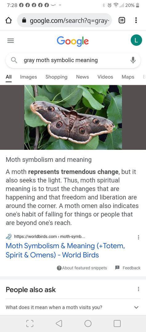 Bug Tattoo Meaning, What Do Moths Symbolize, Moths And Their Meanings, Insect Tattoo Meaning, Meaning Of Moth Tattoo, Brown Moth Spiritual Meaning, Types Of Moths Meaning, Different Types Of Moths, Moths Meaning