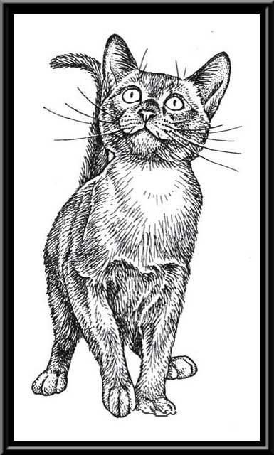 Bachinsky Natalia - Russia Cat Looking Down Drawing, Cat Looking Up Drawing, Cat Tattoo Idea, Cat Tattoo Ideas, Vet Technician, Art Of Painting, Cat Coloring Book, Painting And Drawing, Pets Drawing