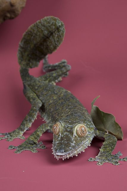 Giant leaf-tailed Gecko - (Uroplatus fimbriatus) by Smithsonian's National Zoo, via Flickr Leaf Tailed Gecko, Whooping Crane, Lizard Species, Snake Turtle, Artificial Insemination, The Chicks, Cute Reptiles, Chameleons, Desenho Tattoo