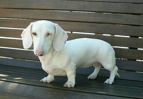 10 Rarest Dachshund Colors in the World | Rarest.org Dachshund Colors, Dachshund Breed, Dachshund Funny, Dachshund Puppy Miniature, Albino Animals, Dapple Dachshund, Funny Dachshund, Weenie Dogs, Dachshund Lovers