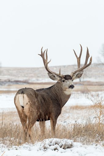 Mule Deer Buck Photography, Mule Deer Painting, Mule Deer Photography, Whitetail Deer Photography, Mule Deer Hunting, Whitetail Deer Pictures, Mule Deer Buck, Big Deer, Deer Species