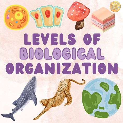 Biological Organization, Ladybug Wallpaper, Miraculous Ladybug Wallpaper, Miraculous Ladybug, Enamel Pins, Education, Quick Saves