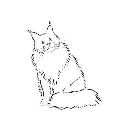 Easy Fluffy Cat Drawing, Fluffy Cat Line Drawing, Fluffy Cat Outline, Maincoon Tattoo, Mainecoon Cat Tattoo, Long Haired Cat Tattoo, Mainecoon Tattoo, Fluffy Cat Tattoo, Cat Head Tattoo