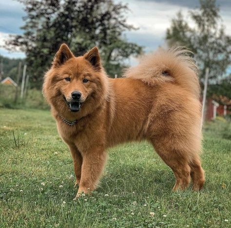 Eurasier Dog, All Breeds Of Dogs, Dog Mixes, Cute Animals Puppies, One Home, Mixed Breed Dogs, Sweet Dogs, Dog Boarding, Mixed Breed