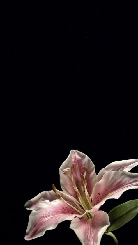 uwu Pink Lily Wallpaper, Wallpaper Flowers Aesthetic, Black Flowers Wallpaper, Bible Wallpaper, Flowers Black Background, Lily Wallpaper, Wallpaper Homescreen, Verse Wallpaper, Pink Flowers Wallpaper