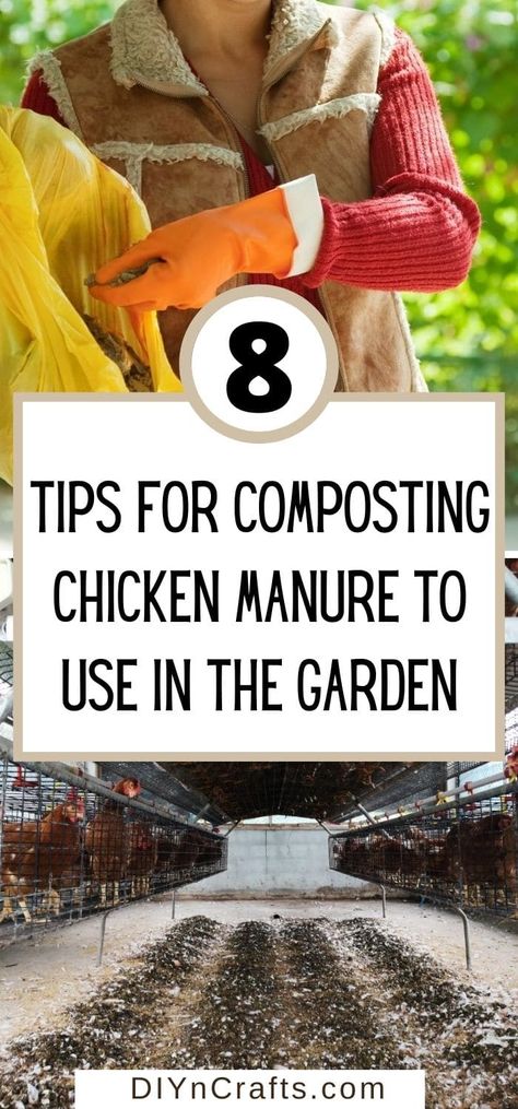 Chicken Fertilizer, Chicken Manure Compost, Chicken Composting, Composting Methods, Garden Prepping, Chicken Manure, Chicken Poop, Gardening Zones, Garden Compost