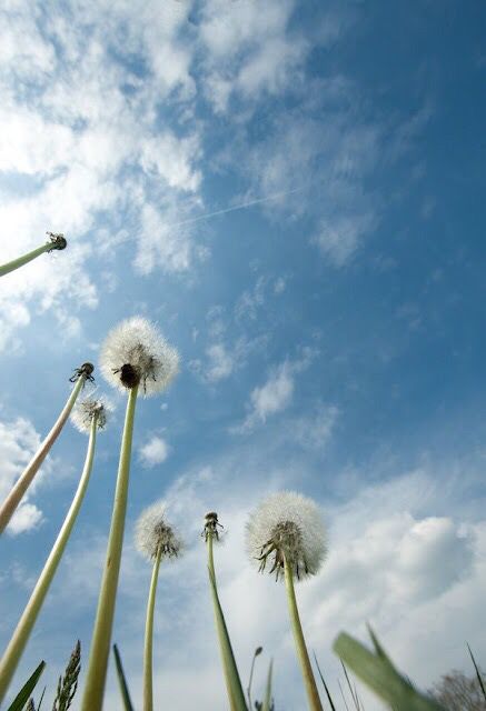 Angled Photography, Unexpected Photography, Homeschool Photography, Wide Photography, Profesional Photography, Landscaping Photography, Sky Mural, Lens For Portraits, Nature Photography Sky