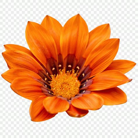 Gazania rigens orange flower Flower Background Orange, Gazania Rigens, White Flower Png, Rose Flower Png, Yellow Rose Flower, Flower Png Images, Flower Cut Out, Watercolor Hydrangea, Red And Pink Roses