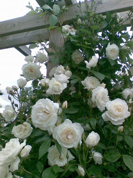 Iceberg Climbing Rose: 'Iceberg' is a Floribunda Rose, considered by many to be the finest white of all in its shrub form. Floribundas often do not make good climbers, but 'Iceberg' has been an exception since its introduction in 1968, Reaching 12 to 15 feet tall and 7 to 9 feet wide, 'Iceberg' is ideal for arbors, walls, fences, outbuildings, and other sturdy structures. Blooms on old wood only, it will produce more flowers with age, increasing your pleasure each year Einstein Aesthetic, Iceberg Climbing Rose, Iceberg Roses, Social Goals, Grunge Edit, Rosen Beet, Hydrangea Petiolaris, Moon Garden, Have Inspiration