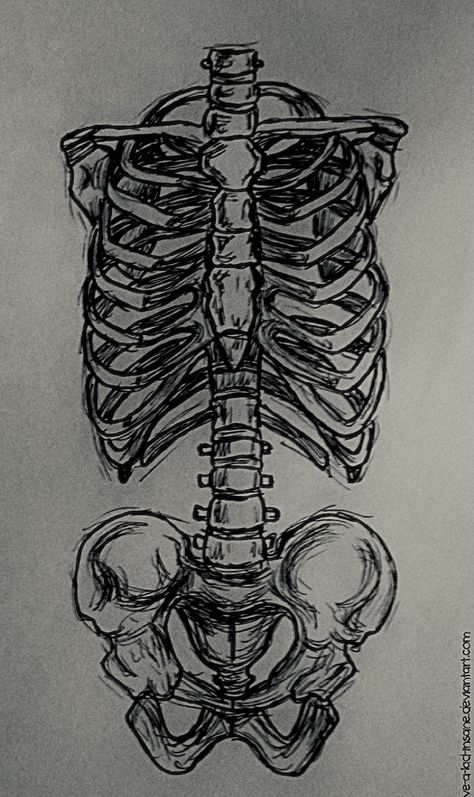 Skeleton Art Side View, Realistic Skeleton Drawing, Hand Skeleton Drawing Sketch, Sketelon Drawings, Full Skeleton Drawing, Grunge Skeleton Drawing, Back Bone Drawing, Full Body Skeleton Drawing, Scelotin Drawing