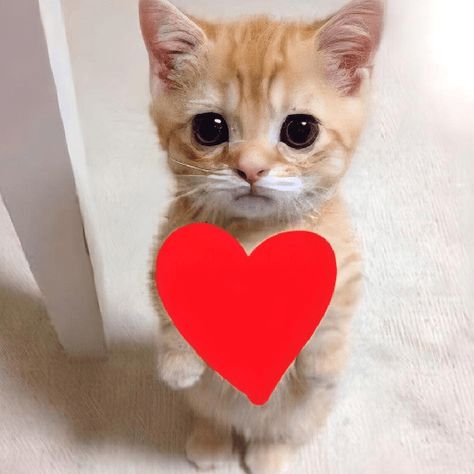 Cat Giving Heart, Whatsapp Stickers Love, Cat Heart Meme, Cat With Hearts, Wa Sticker, Meme Chat, Sticker Whatsapp, Cats Pictures, Funny Cat Wallpaper