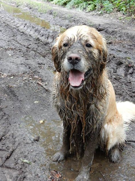 Muddy Golden Muddy Golden Retriever, Muddy Dog, Puppy Stages, English Cocker, Dog Photograph, Dream Cottage, Best Dog Breeds, Dog Tattoo, Retriever Puppy