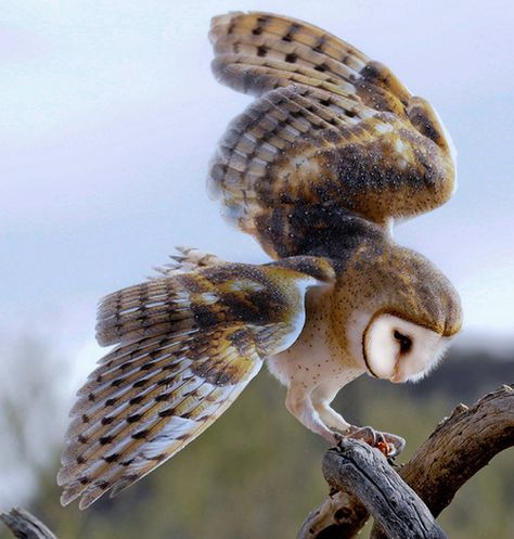 Owl Wings Reference, Owl Looking Down, Owl Swooping, Owl Swooping Down, Owl Reference, Great Horned Owl Wings, Barred Owl Flying, Great Horned Owl In Flight, Owl Wings