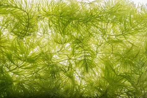 Hornwort: The Complete Care Guide Terrestrial Plants, Freshwater Plants, Tank Plants, Fresh Water Fish Tank, Shrimp Tank, Pond Life, Aquarium Plants, Pond Plants, Aquatic Life