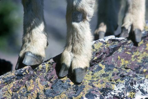 mountain goats Goat Hooves Reference, Mountain Goat Aesthetic, Goat Person, Goat Aesthetic, Goat Hooves, Mountain Goats, Goat Kidding, Mountain Waterfall, Dragon Series