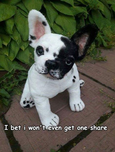 Beyond cute Bull Dogs, French Bull, French Bulldog Puppies, French Bulldogs, Bulldog Puppies, Cute Creatures, Stuffed Toy, Puppy Dog, Paint Job