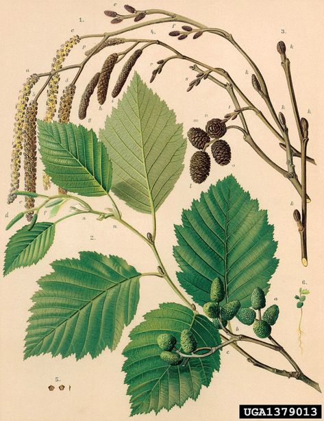 Alder Tree, Illustration Botanique, Vintage Botanical Prints, Nature Drawing, Scientific Illustration, Flower Fairies, Botanical Drawings, Nature Journal, Nature Illustration