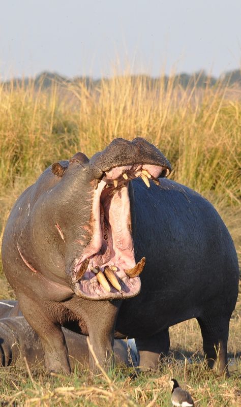 Menacing mouth of a hippopotamus. #mammals #menacing #mouth #hippopotamus #hippo Aesthetic Sea Animals, Wallpaper Aesthetic Sea, Sea Animals Tattoo, Aesthetic Sea, Animals Tattoo, Cute Hippo, Dangerous Animals, Unusual Animals, Rhinos