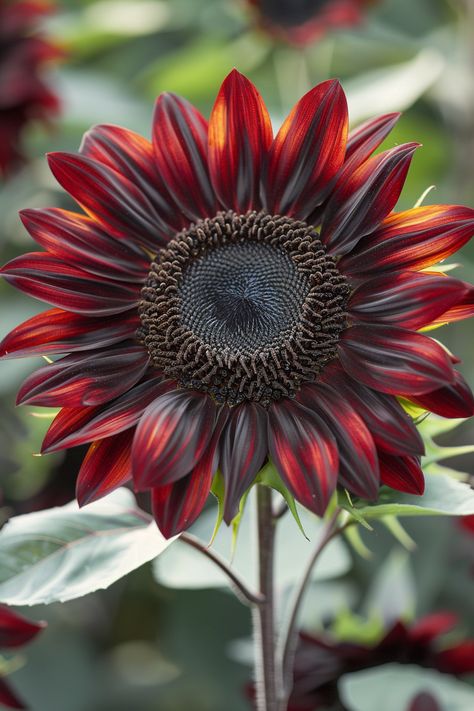 A delightful mix of rich chocolate and deep cherry hues, the Chocolate Cherry Sunflower captivates with its unique and striking appearance.  Light: Full sun. Water: Moderate, well-drained soil. Soil: Rich, sandy loam. Temperature: 70-80°F (21-27°C). Humidity: Moderate. Fertilizer: Balanced flower fertilizer every 2-3 weeks during the growing season.An eye-catching addition to sunny garden beds and borders.  #houseplants #Plants #garden #leaf #Sunflower #ChocolateCherrySunflower Maxamillion Sunflower, Maroon Sunflower, Chocolate Cherry Sunflower, Dark Sunflower, Chocolate Sunflower, Sunflower Leaf, Sunflower Autumn, Types Of Sunflowers, Flower Fertilizer