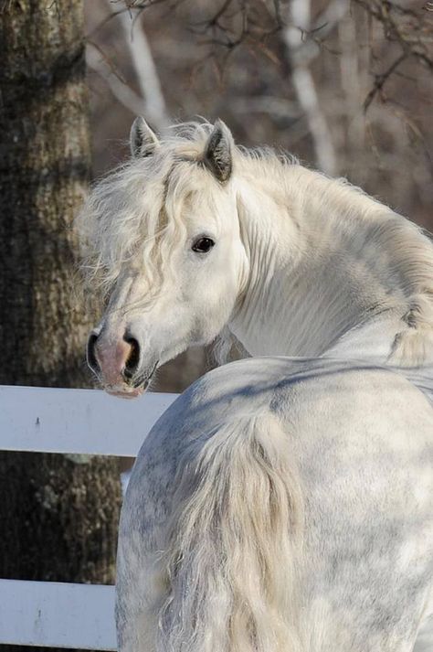 Beautiful light Dapple Grey horse looking back at you. Dapple Grey Horses, Horse Inspiration, Painting Easy, Most Beautiful Horses, Grey Horse, Majestic Horse, All The Pretty Horses, Horse Crazy, Draft Horses