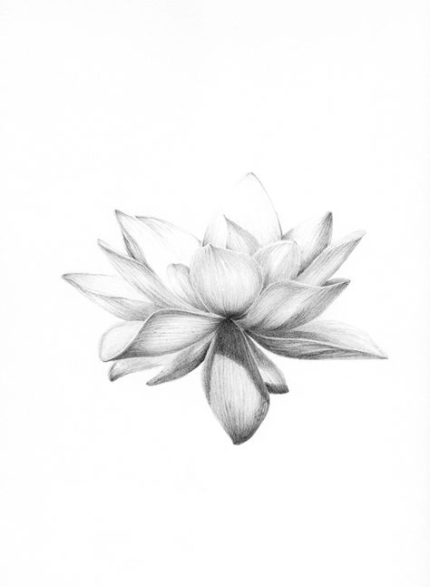 Lotusblume Tattoo, Lotus Flower Tattoo Design, Lotus Tattoo Design, Kunst Tattoos, Lotus Flower Art, Illustration Tattoo, Lotus Tattoo, Spine Tattoos, Graphite Drawings