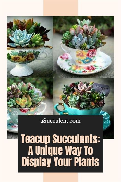 Teacup Succulents: A Unique Way To Display Your Plants Tea Cup Arrangements, Diy Teacup Planter, Teacup Succulent Diy, Diy Succulent Arrangements, Succulent In Teacup, Tea Cup Garden Art, Succulent Tea Cup, Tea Cup Succulent, Succulents In Teacups