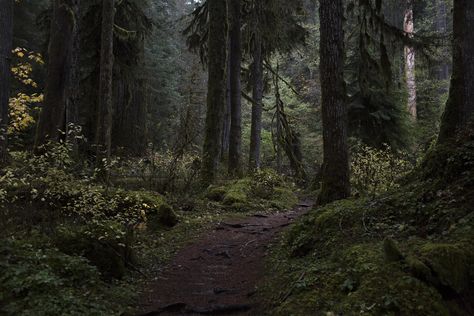 Lower Lewis River Washington [OC] [5760x3840] Dark Naturalism, Dark Forest Aesthetic, Temperate Rainforest, Forest Path, Fantasy Forest, Landscape Pictures, Environment Concept Art, Dark Forest, Nature Aesthetic