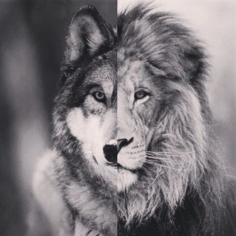 Wolflion Angry Wolf, Brave Heart, Lions Photos, Like A Lion, October 21, A Wolf, A Lion, Cellphone Wallpaper, Wolves