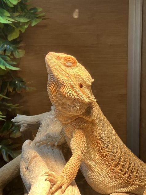 Breaded Dragon, Bearded Dragon Habitat, Bearded Dragon Cute, Blue Tongue Skink, Reptile Care, Bearded Dragon Care, Cute Lizard, Fire Breathing Dragon, Cute Reptiles