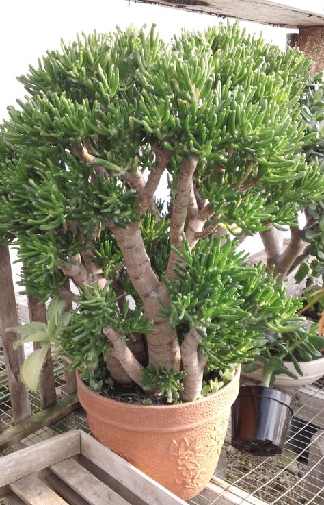 jade plant hobbit Crasulas Ovata, Jade Plant Propagation, Plant Pot Ideas, Jade Plant Bonsai, Jade Plant Care, Jade Bonsai, Succulent Bonsai, Jade Plant, نباتات منزلية